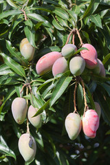 grappe de mangues, île de la Réunion