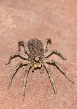 Wolf Spider Carrying Her Young