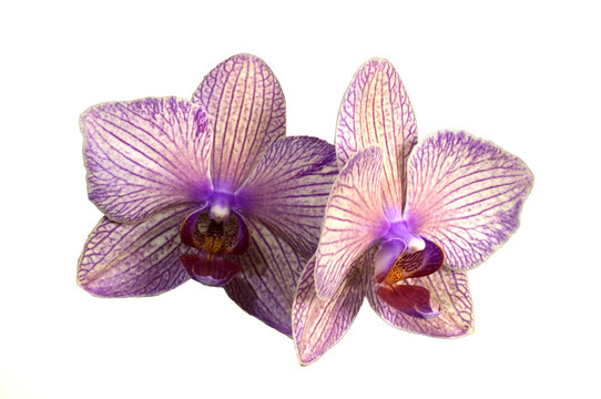 Purple orchid
