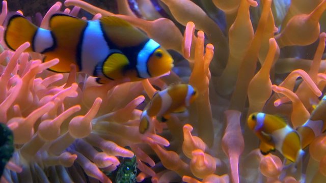 aquarium of genoa, clown fishes