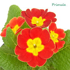 Red flower primrose violets isolated on white background