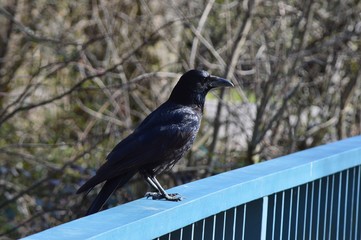 Krähe