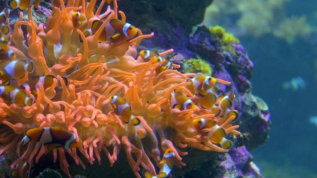aquarium of genoa, clown fishes