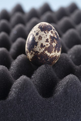 Quail egg