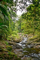 creek in Australia forest