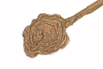 Abstract wooden spoon on a white background