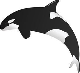 Killer whale vector