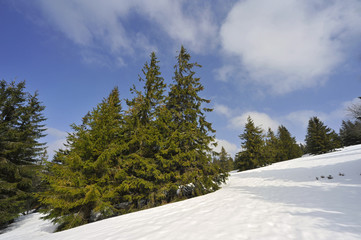 Sapin sur pente enneigée au ciel bleu, département des Vosges en région Grand-Est, France