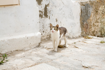 White and gray cat walking the streets of Sidi Bou Said, Tunisia