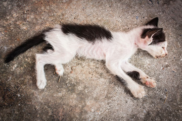 Little sick cat dying sleep on gray floor