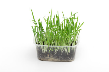 grass on the white background