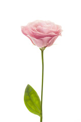 Obraz premium Fresh pink eustoma isolated on white