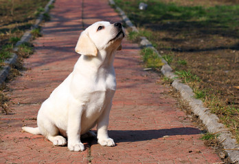 yellow happy labrador puppy in garden