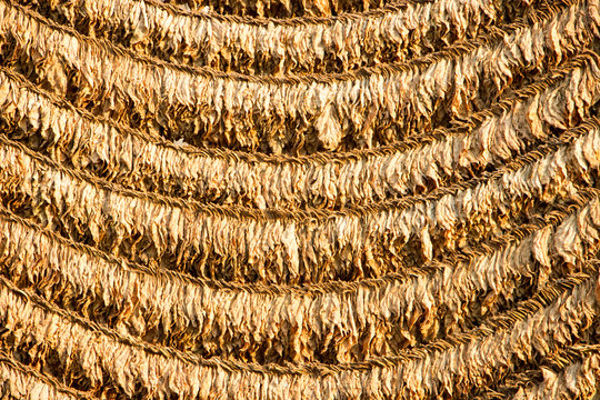 Tobacco leaves drying in the shed