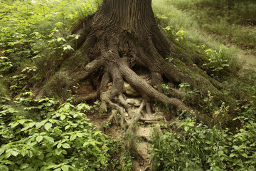 Park in Pulawy. Poland