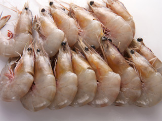 prawns