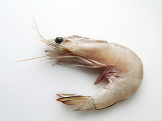 fresh prawn