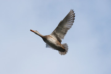 Gadwall, Anas strepera