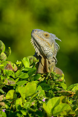 green iguana