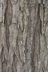 Old tree bark