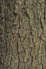 Alder tree bark