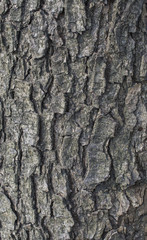Alder tree bark