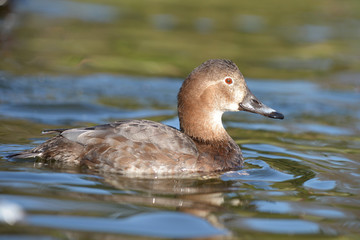 Common Pochard, Pochard, Aythya ferina