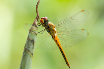 Dragonfly on leaf