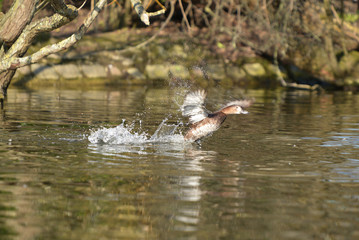 Common Pochard, Pochard, Aythya ferina
