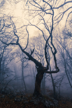 Fog in autumn beech forest. Crimea, Ukraine.