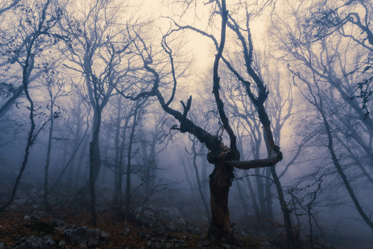 Fog in autumn beech forest. Crimea, Ukraine.