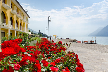 Rosen am Gardasee (Malcesine)