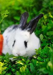 Funny baby white rabbit with a carrot on grass