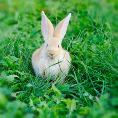 Little rabbit on green grass