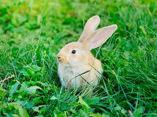 Little rabbit on green grass