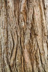 Abstract bark background