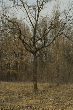 Lonely oak