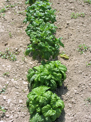Array of basil varieties