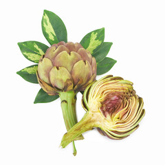 Artichoke isolated on white background