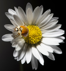 Obraz premium daisy with ladybug