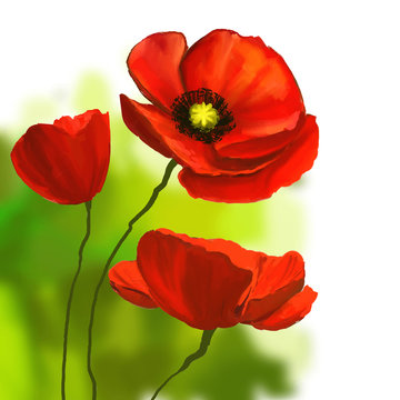poppies vector illustration  hand drawn  painted watercolor