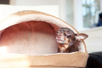 I feel comfortable! Small toy-terrier dog in pet house