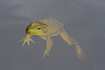 Naklejka premium Ouaouaron en suspension