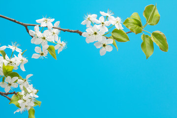 Flowering cherry branch with sky blue background