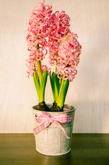 pink hyacinth