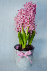 hyacinth flower