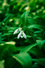 Fototapeta premium snowdrops and wild garlic