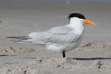 Endangered Royal Tern (Sterna maxima)