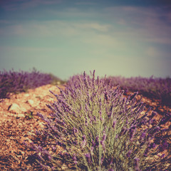 Obraz na płótnie Canvas Summer lavender field in Provence, France