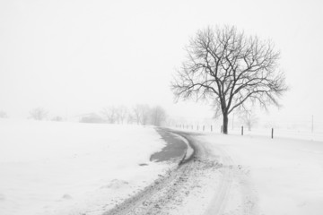 Large Tree and Fence on Country Road during Snowstorm